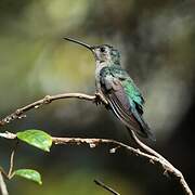 Wedge-tailed Sabrewing