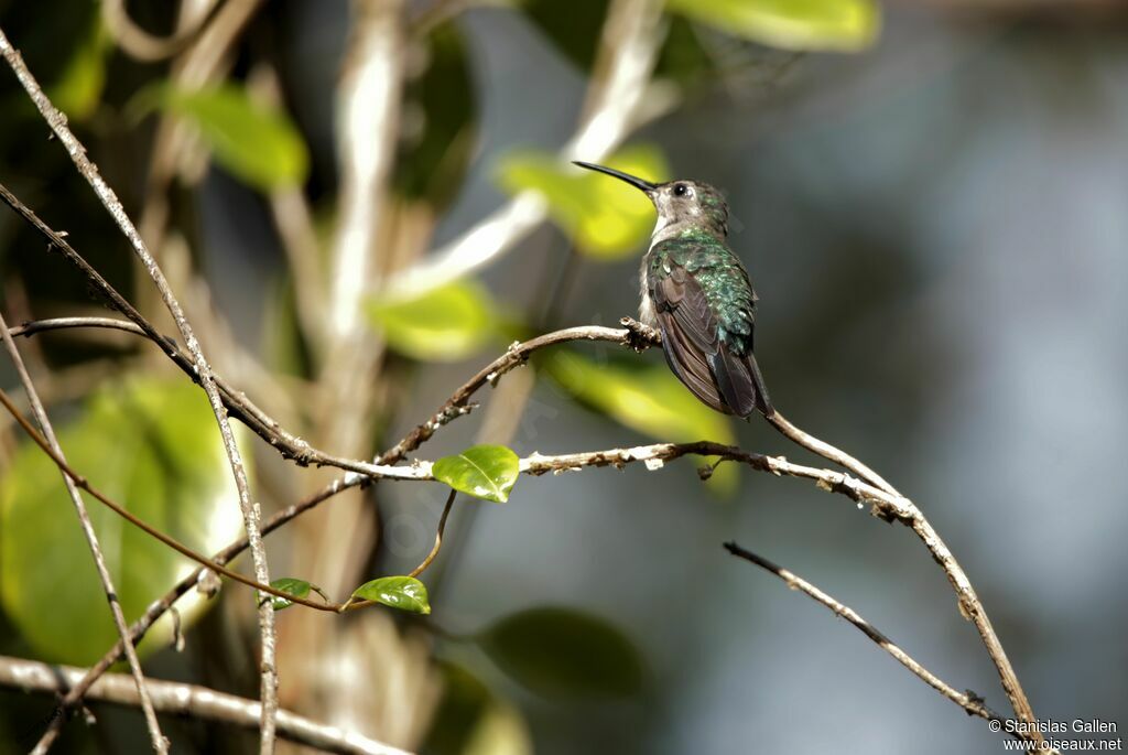 Wedge-tailed Sabrewingadult