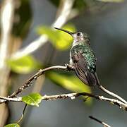 Wedge-tailed Sabrewing