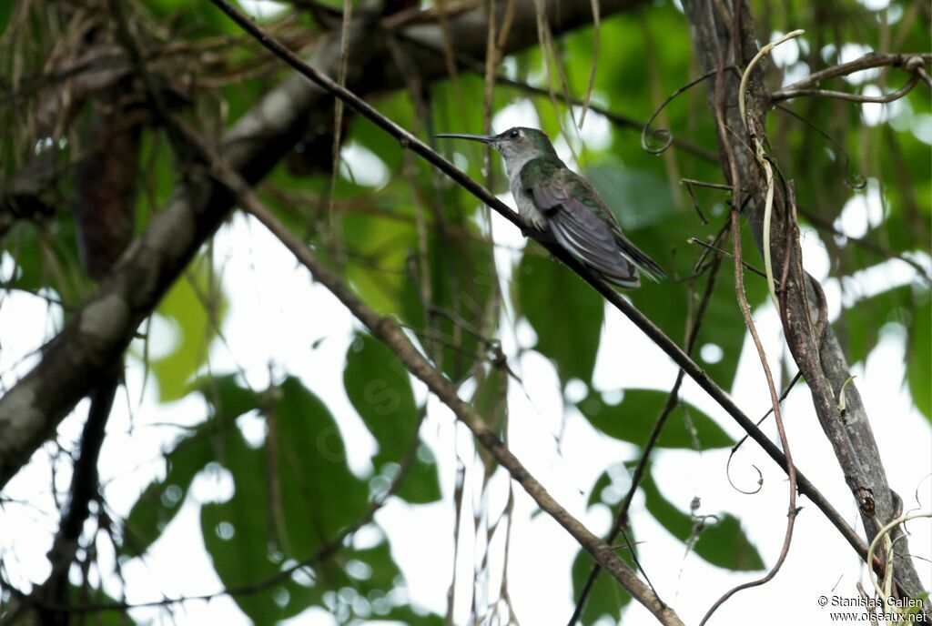 Grey-breasted Sabrewingadult