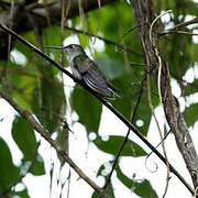 Grey-breasted Sabrewing