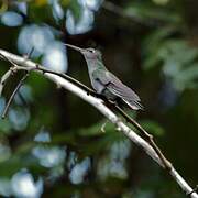 Grey-breasted Sabrewing