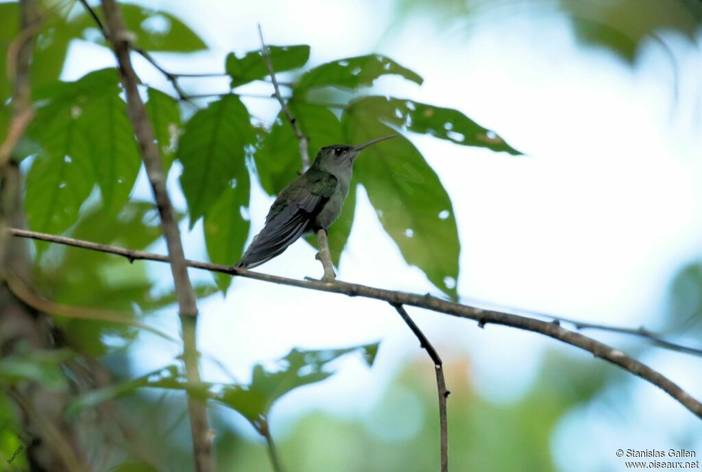 Grey-breasted Sabrewingadult