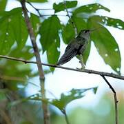 Grey-breasted Sabrewing