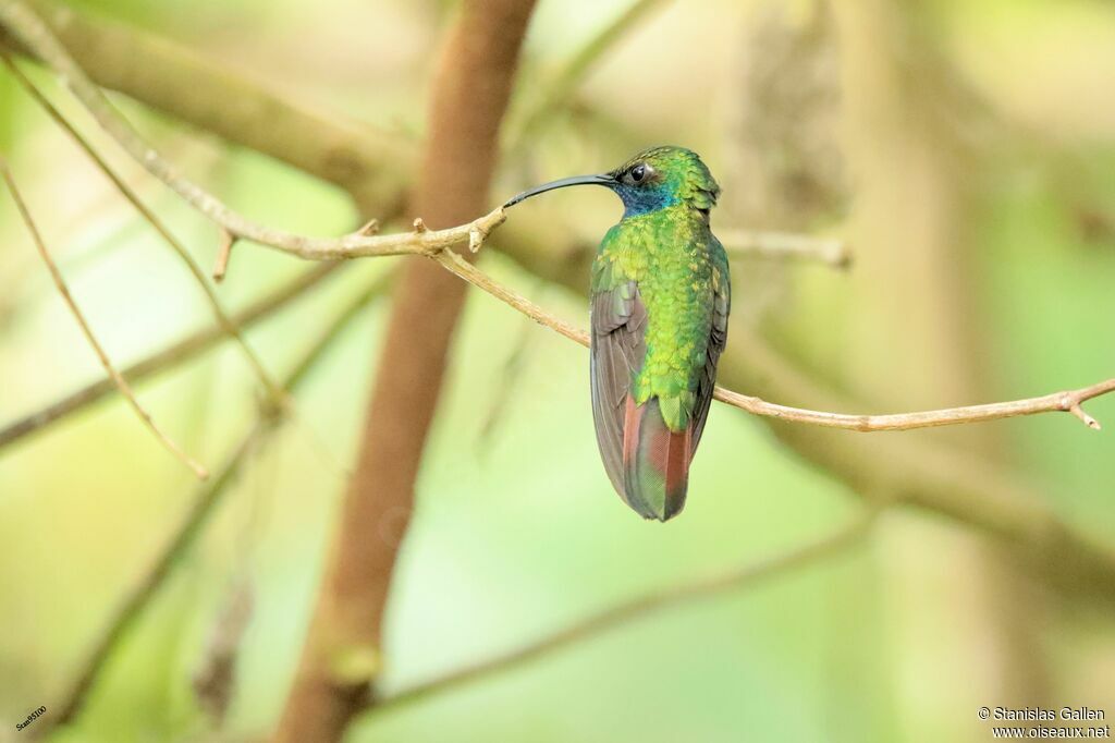 Lazuline Sabrewing male adult breeding