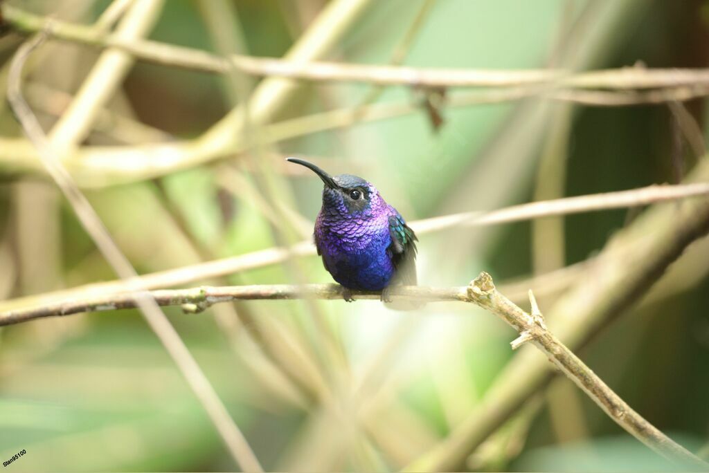 Violet Sabrewing male adult breeding