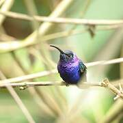 Violet Sabrewing