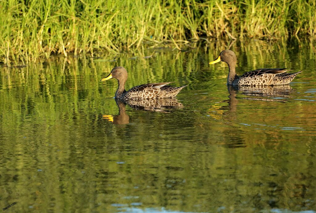 Yellow-billed Duckadult breeding, swimming