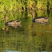 Yellow-billed Duck