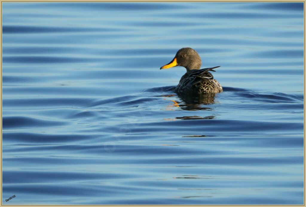 Yellow-billed Duckadult, swimming