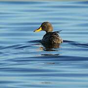 Yellow-billed Duck