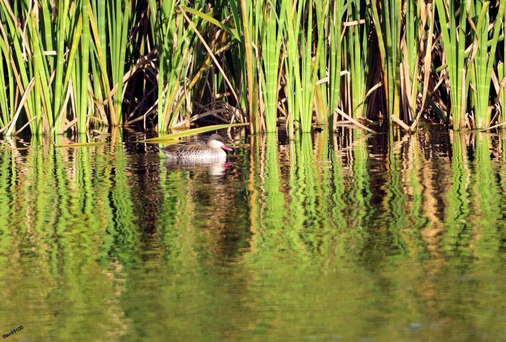 Red-billed Tealadult, swimming