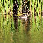 Red-billed Teal