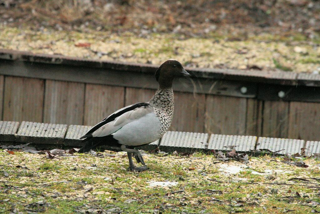 Canard à crinière mâle adulte nuptial