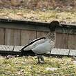 Canard à crinière