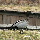 Canard à crinière