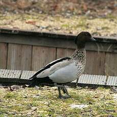 Canard à crinière