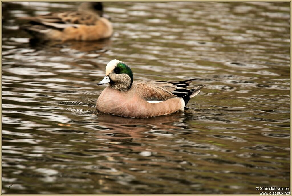 American Wigeon male adult breeding, swimming