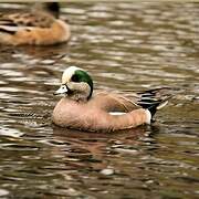 American Wigeon