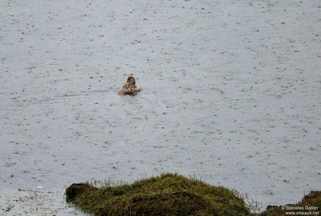 Yellow-billed Pintailadult, swimming