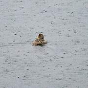 Yellow-billed Pintail