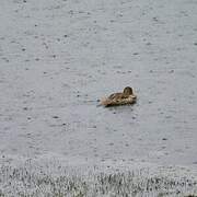 Canard à queue pointue