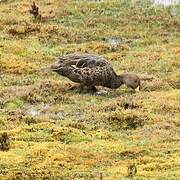 Yellow-billed Pintail