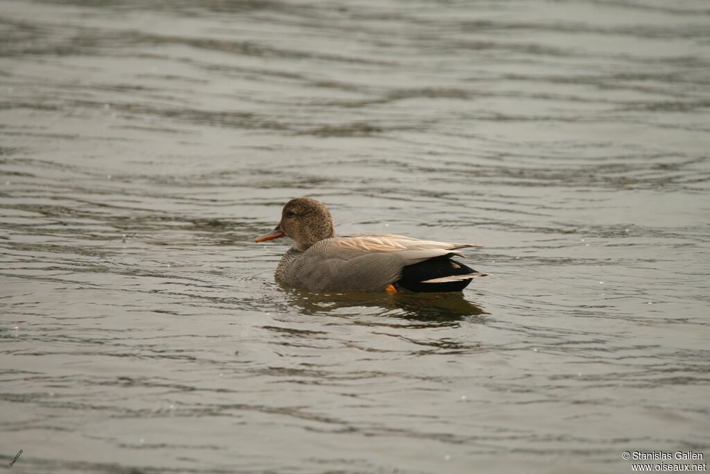 Gadwall male adult breeding, swimming