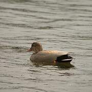 Gadwall