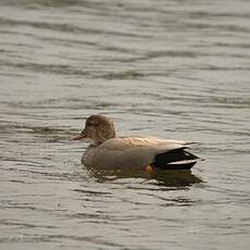 Canard chipeau