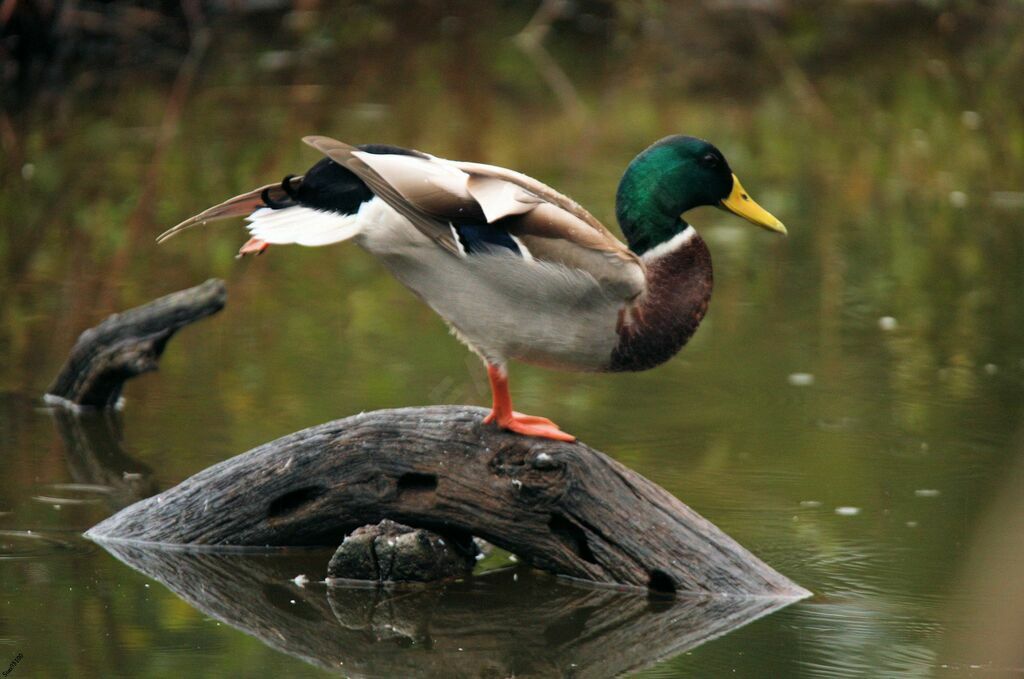 Mallard male adult breeding, close-up portrait