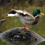 Canard colvert