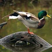 Mallard