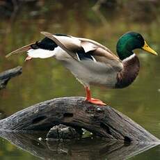 Canard colvert