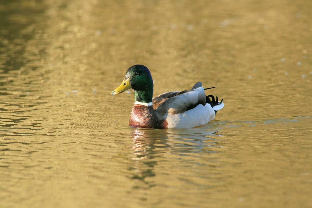 Canard colvert mâle adulte nuptial, nage