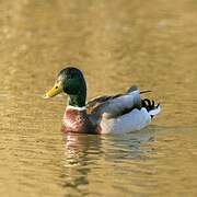 Canard colvert