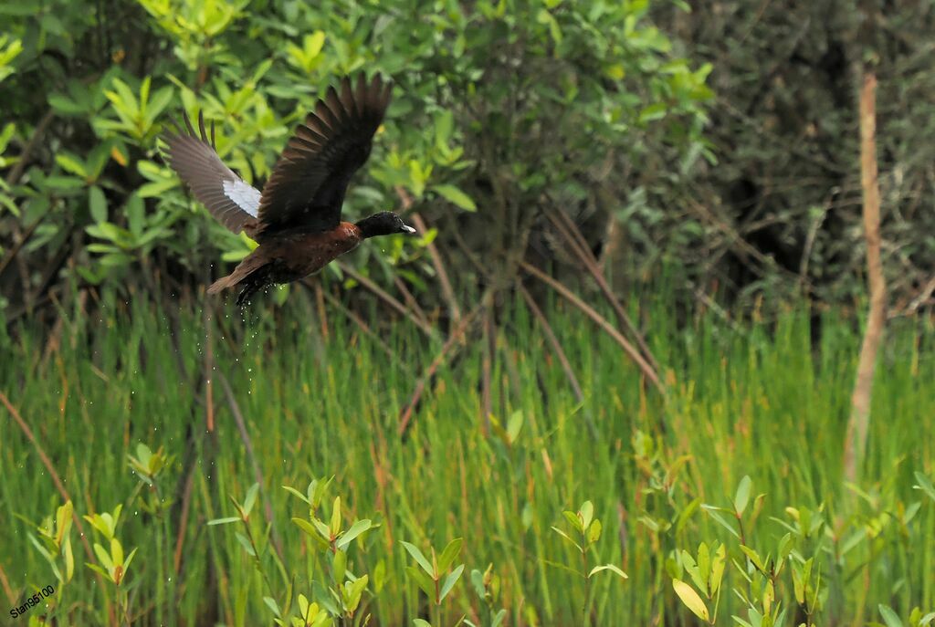 Hartlaub's Duck male adult breeding, Flight