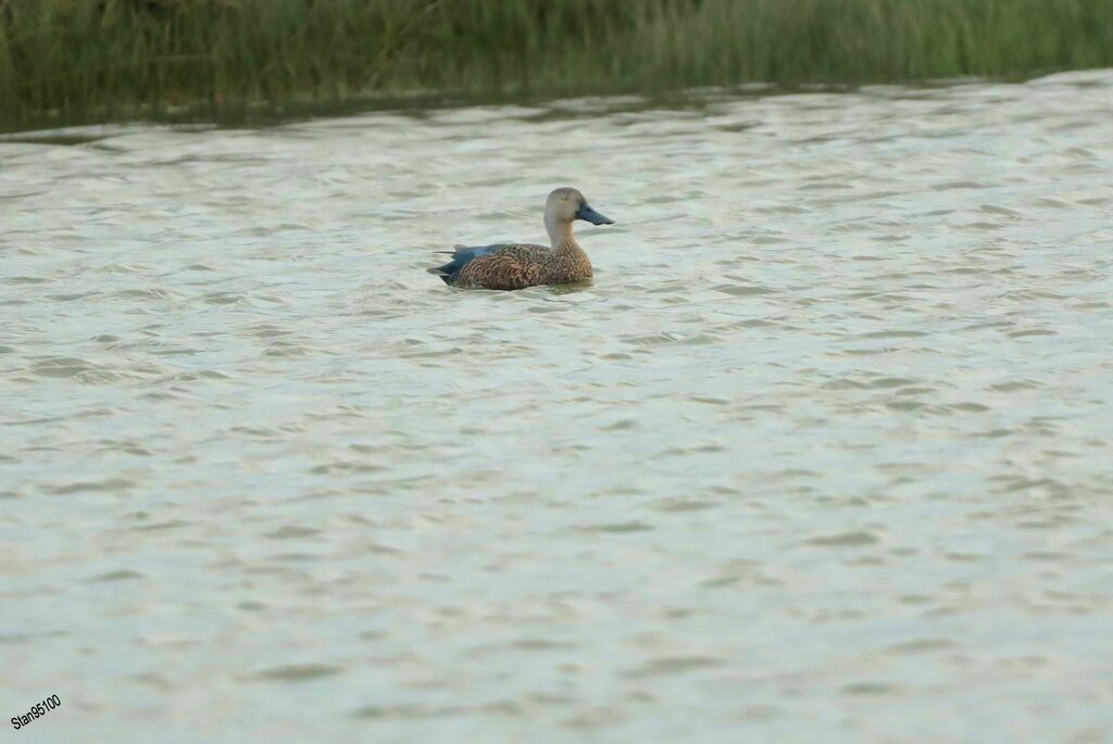 Cape Shoveler male adult, swimming