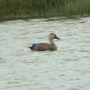 Cape Shoveler