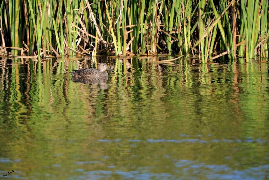 Cape Teal female adult, swimming