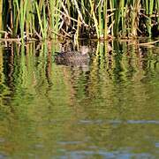 Cape Teal