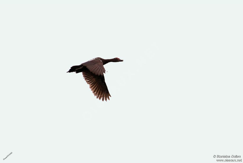 Muscovy Duck male adult, Flight