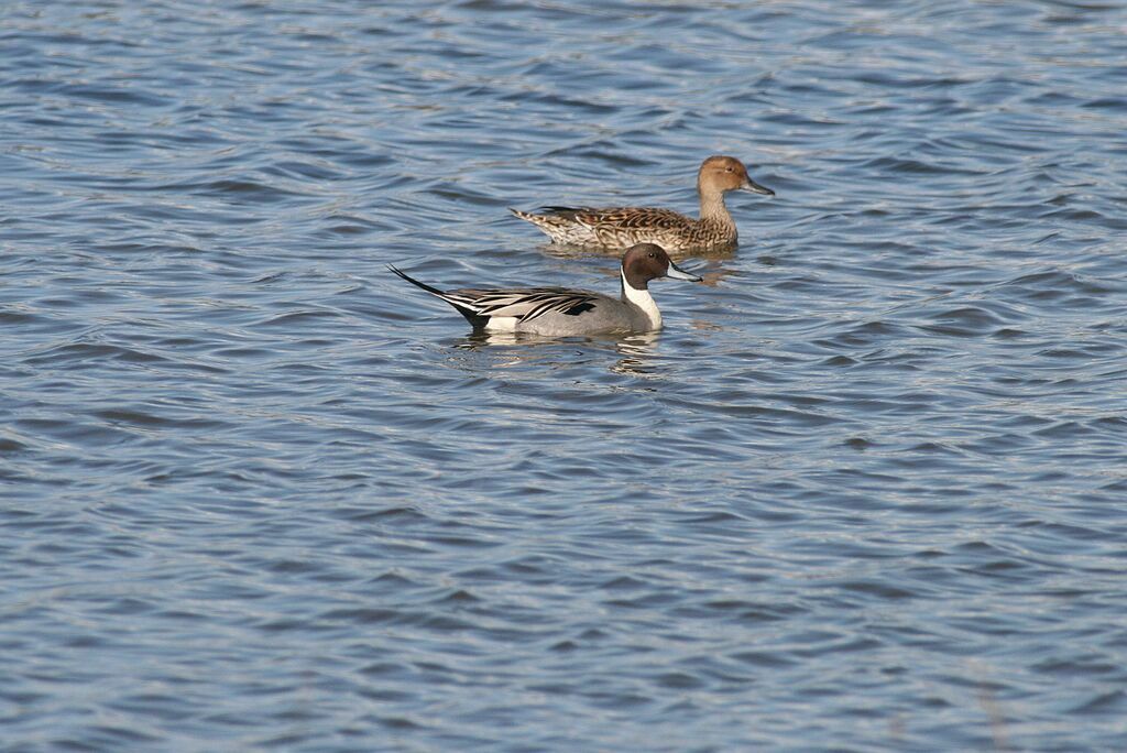 Northern Pintailadult breeding, swimming