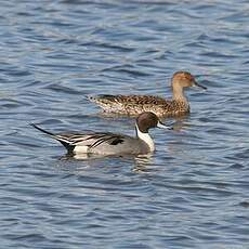 Canard pilet