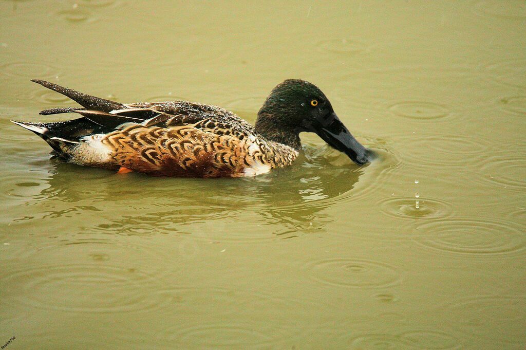 Northern Shoveler male adult breeding, swimming