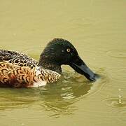 Northern Shoveler