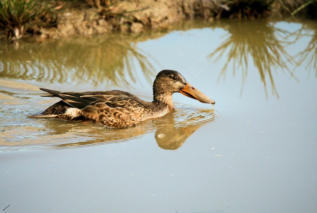 Canard souchet femelle adulte nuptial, nage