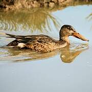 Northern Shoveler