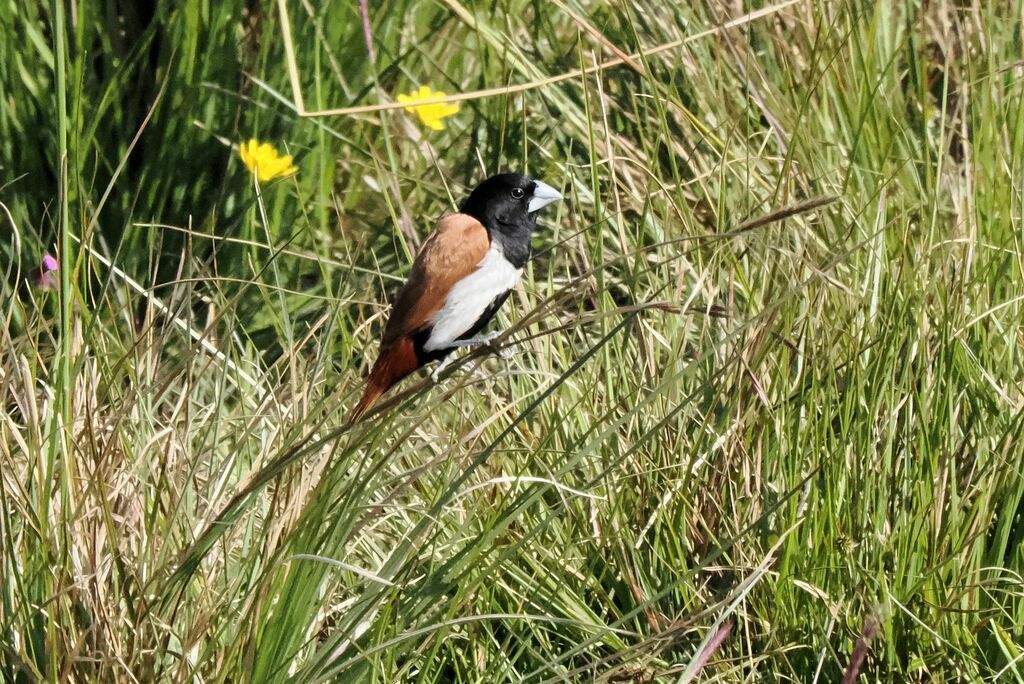 Tricolored Munia male adult breeding