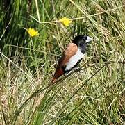 Tricolored Munia